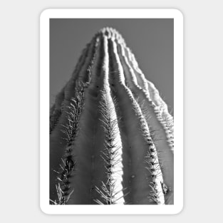 Saguaro in Black and White Sticker